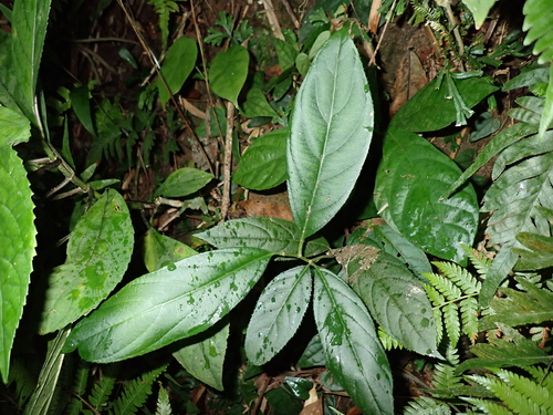 Itea chinensis observed 2026-06-01
