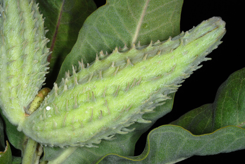 showy milkweed (Asclepias speciosa)