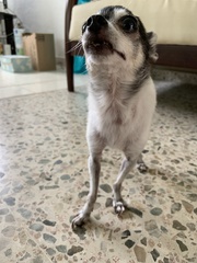 Canis familiaris
