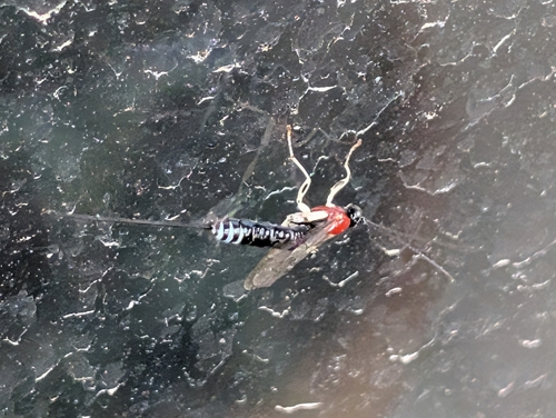 Calliephialtes grapholithae observed 2026-06-04