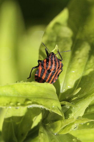 Continental Striped Shield Bug