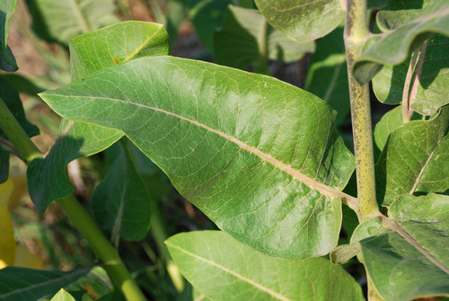 Asclepias speciosa