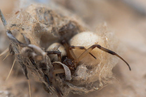 White Widow Spider