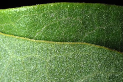 Asclepias speciosa
