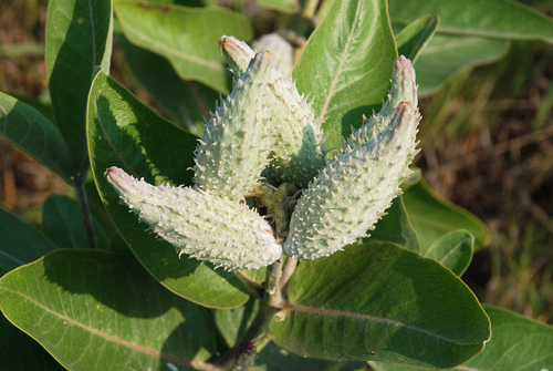 Asclepias speciosa