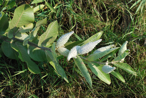 Asclepias speciosa