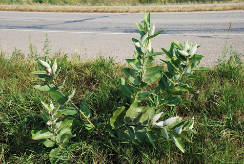 Asclepias speciosa