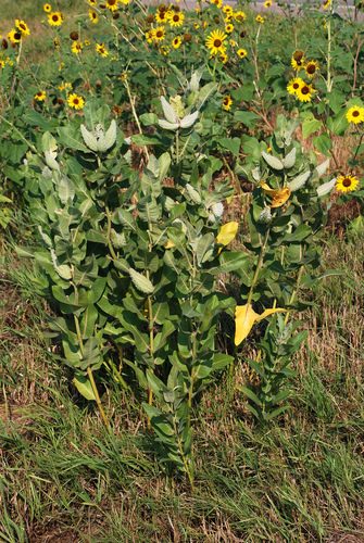 Asclepias speciosa