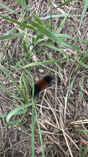 Isabella Tiger Moth