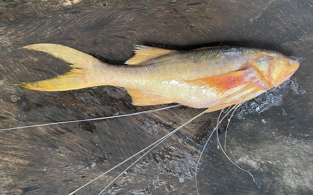 Bamin (Polynemus paradiseus) — Polynemidae