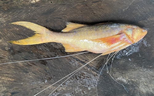 Bamin (Polynemus paradiseus) — Polynemidae