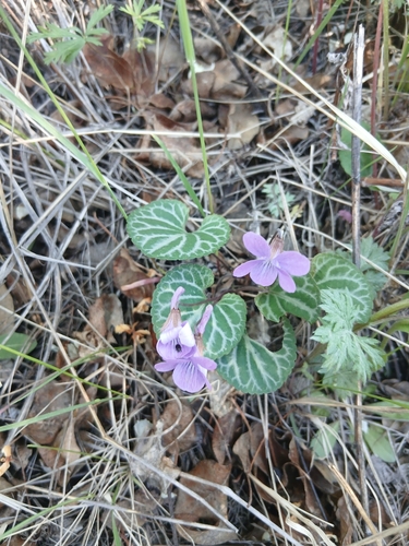 Viola variegata, photograph 5