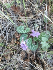 Viola variegata, photograph (c) Святослав Власенко, some rights reserved (CC BY)