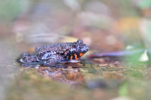 Oriental Fire-bellied Toad