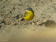 Motacilla flava flava