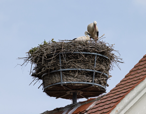 White Stork