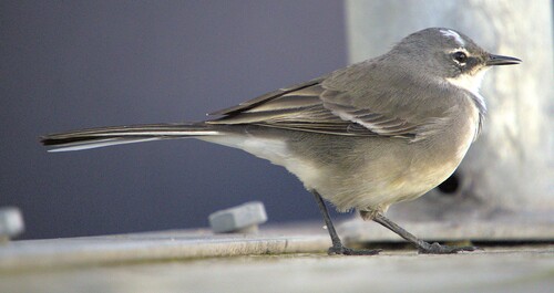 iNaturalist image