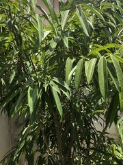Ficus maclellandii