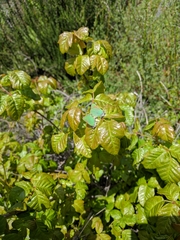 Callophrys