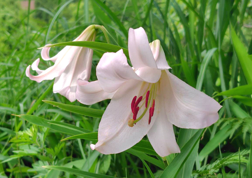 Bamboo Lily