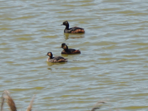 iNaturalist image