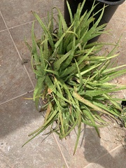 Aloe vera