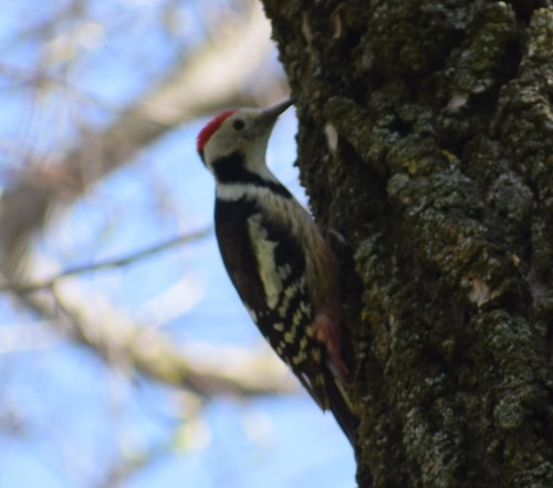 Pico mediano (Dendrocoptes medius)