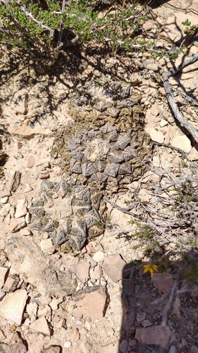 Ariocarpus fissuratus fissuratus