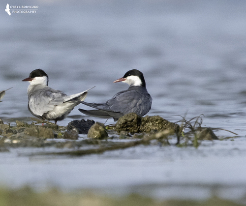 iNaturalist: (c) cyrylb, some rights reserved (CC BY-NC) iNaturalist image