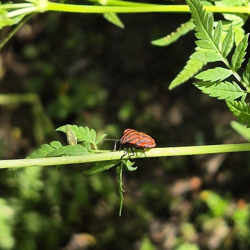 Continental Striped Shield Bug