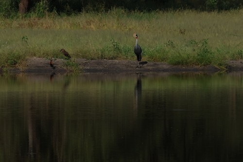 iNaturalist image