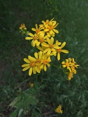 Senecio ampullaceus