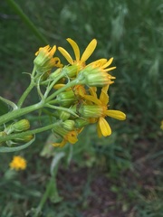 Senecio ampullaceus