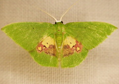 Tachychlora intrapunctata
