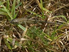Lacerta agilis