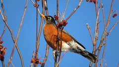 Turdus migratorius image