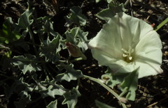 Calystegia collina venusta