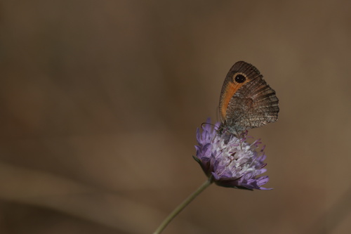 Southern Gatekeeper