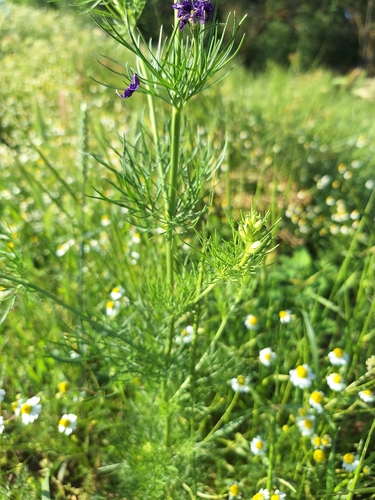 Eastern Larkspur