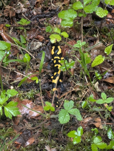 Feuersalamander