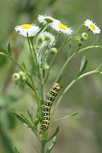 Leafy Spurge Hawkmoth