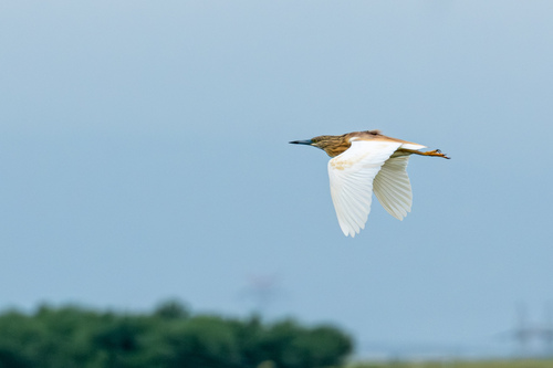 iNaturalist image