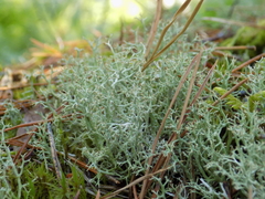 Cladonia arbuscula mitis