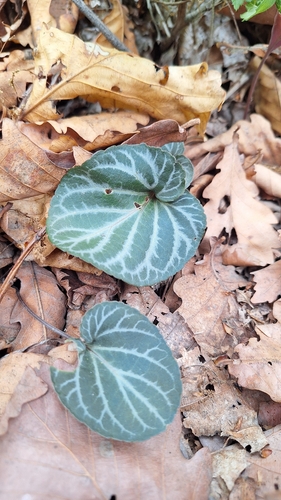 Viola variegata, photograph 4