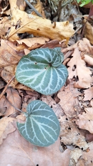 Viola variegata, photograph (c) Violetta Dzizyurova, some rights reserved (CC BY)