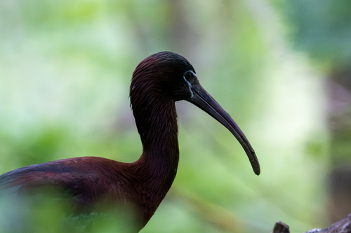iNaturalist image