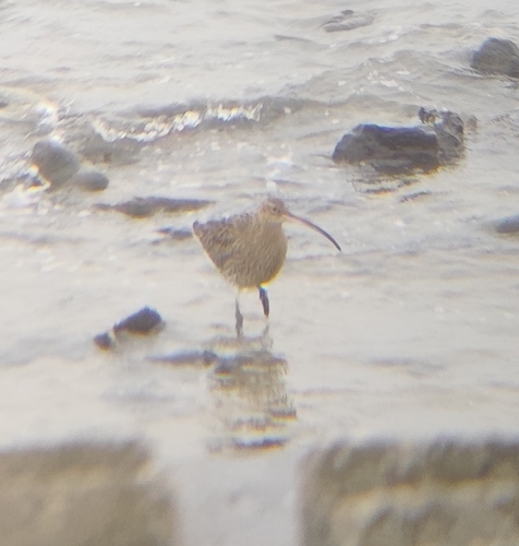 iNaturalist image