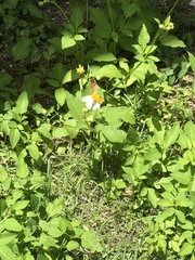 Bidens alba