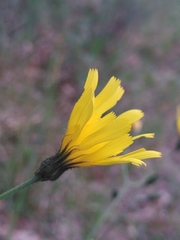 Hieracium glaucinum