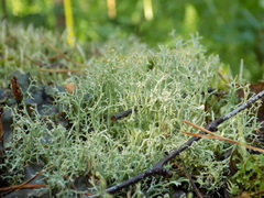 Cladonia arbuscula mitis